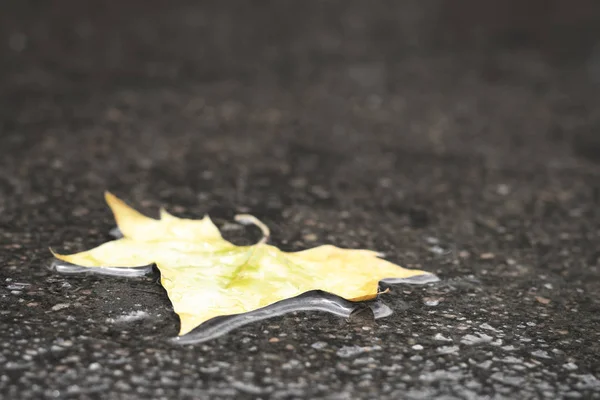 Folha de bordo amarelo coloca na estrada de asfalto escuro molhado. Outono backgrou — Fotografia de Stock