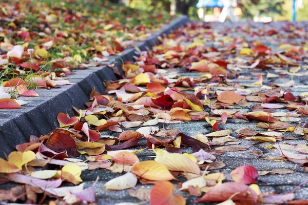 Барвисті осінні листя на тротуарі, осінній фон — стокове фото