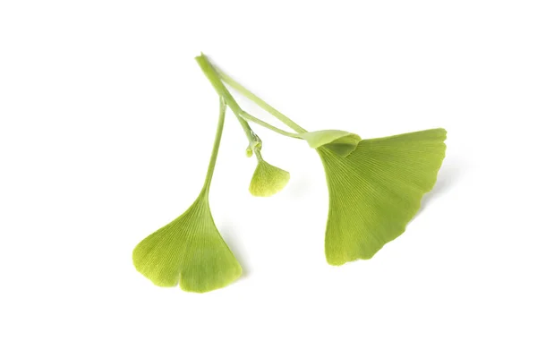 Zelené listy z Ginkgo biloba na bílém pozadí — Stock fotografie
