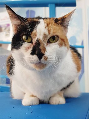 Kedi yüz ön planda