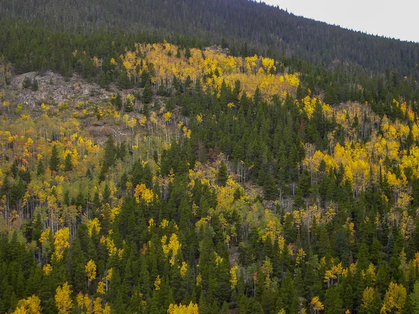 colorful trees in the rocky mountains at summer