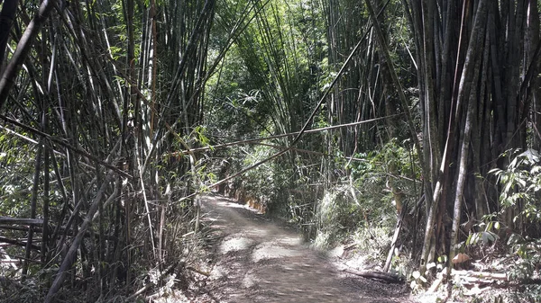 a path in the jungle in thailand at summer