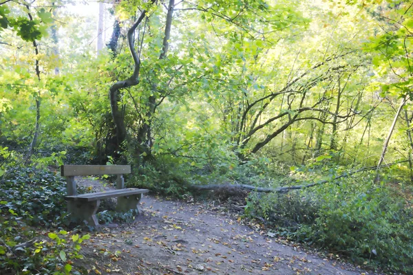 a path with a bench on it in the forest at autumn