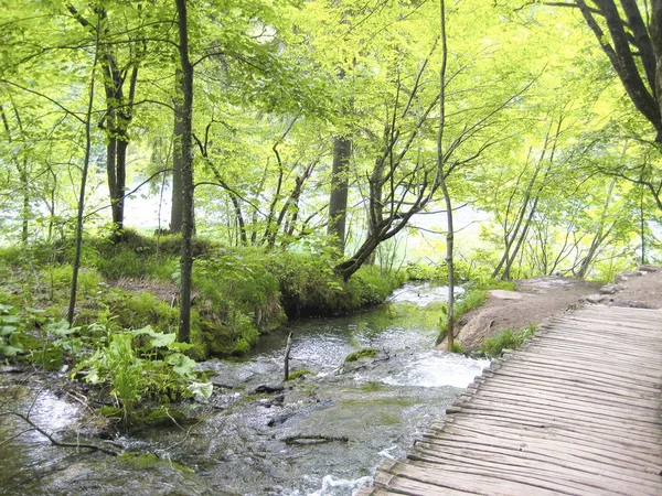 a wooden path in the forest secret place