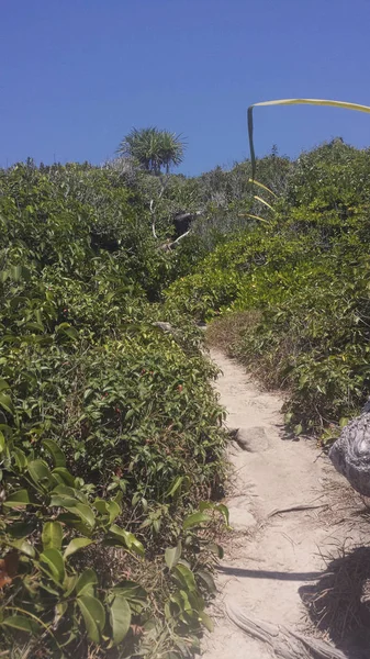 a small path in the jungle to the beach in summer