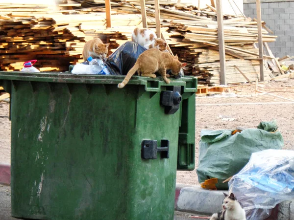 cats are searching for food in a waste basket in jordan