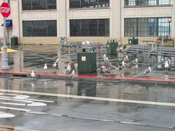 seagulls on waste paper basket