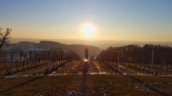 grapevine in herb before sunset begin