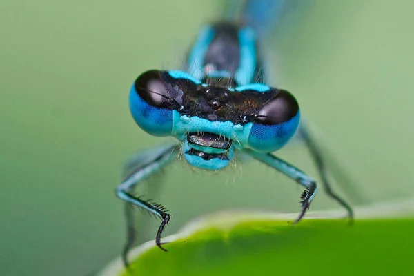 a dragon fly in macro view