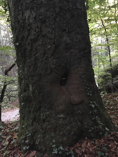 a tree with a hole in the middle of it