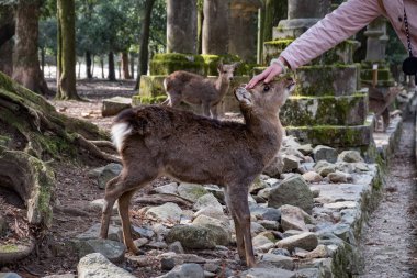 Güzel bebek geyik Nara, Japonya'nın sevişme kız el