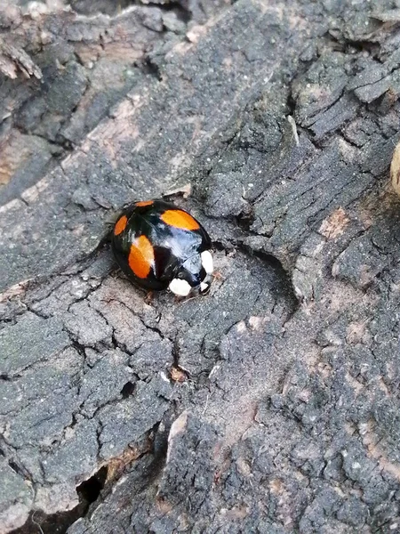 Unusual Ladybug Relaxes Shade — Stock Photo, Image