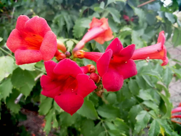 Campsis Radicans Dans Jardin Été — Photo