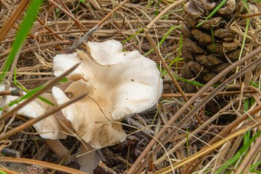 Düşen yapraklardaki mantarlar