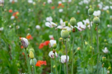 Yeşil haşhaş başkanları ve tarlada kırmızı çiçekler
