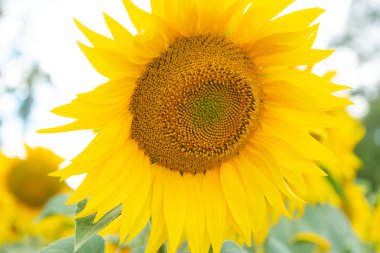 Sarı ayçiçekleri tarlada