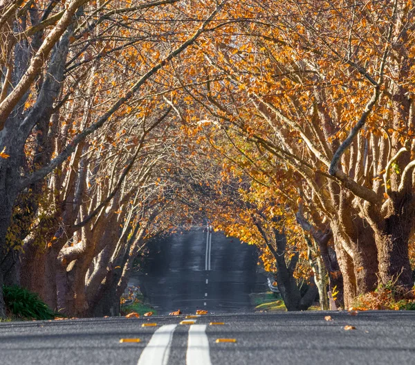 A road with deciduous trees covering the canopy and forming a natural tunnel.