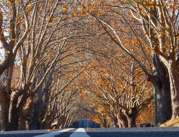 A road with deciduous trees covering the canopy and forming a natural tunnel.