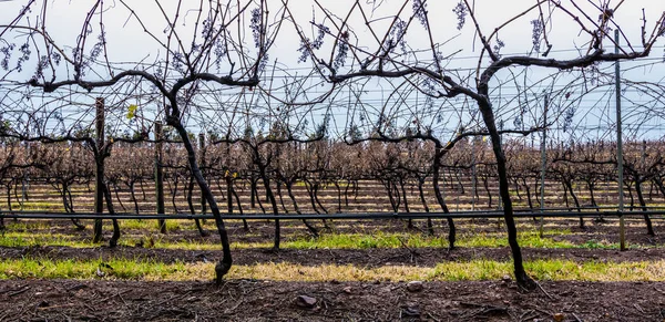 Hunter valley grape vines in the winter season.