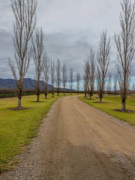 Poplar tree lined driveway