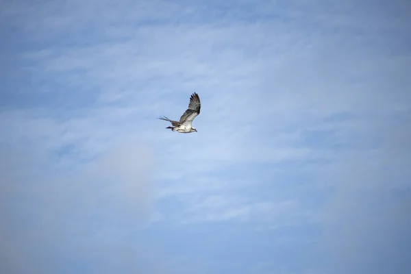 White-bellied Sea Eagle soaring in the sky