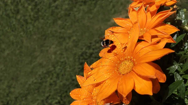 Flores de mirania naranja rigens con gotas de rocío sobre pétalos con abejorro sobre ella —  Fotos de Stock