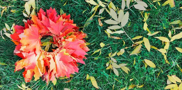 Bright and beautiful autumn wreath of red maple leaves on background of green grass meadow with fallen yellow ash leaves.Hello autumn concept, discounts and price drop. Natural background, copy space