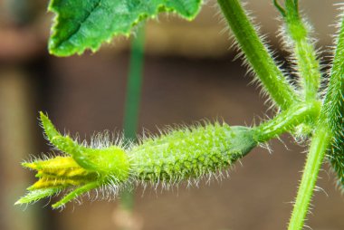 Sarı çiçekli genç bir salatalık. Yaprakların arka planında taze salatalık yakın plan makrosu.