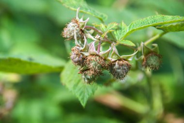 Ahududu çiçek tomurcukları yakın çekim