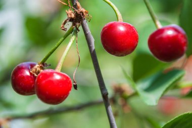 Kiraz ağacında sallanan kirazlar.