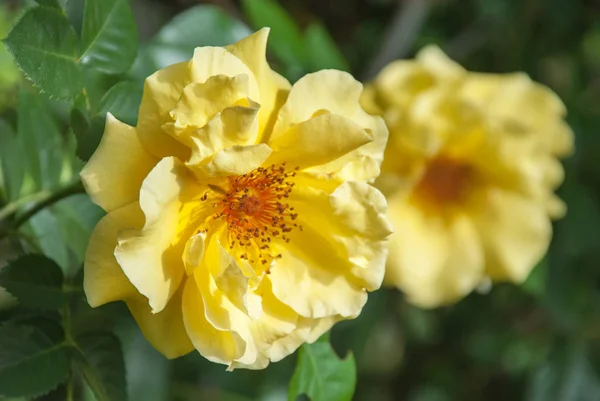 Bir Bahçe Içinde Güzel Sarı Gül Çiçek — Stok fotoğraf