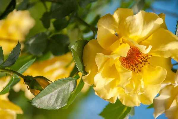 Bir Bahçe Içinde Güzel Sarı Gül Çiçek — Stok fotoğraf