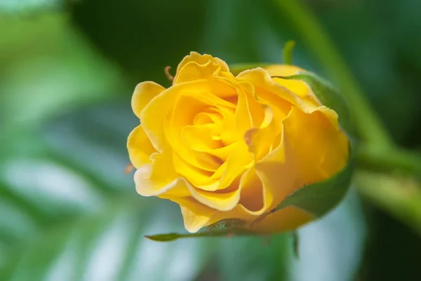 Belle Fleur Rose Jaune Dans Jardin — Photo