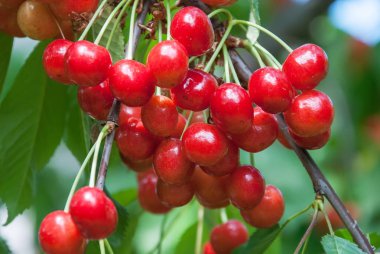 Kiraz ağacında sallanan kirazlar