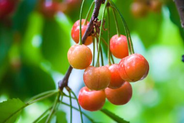 Kiraz ağacında sallanan kirazlar