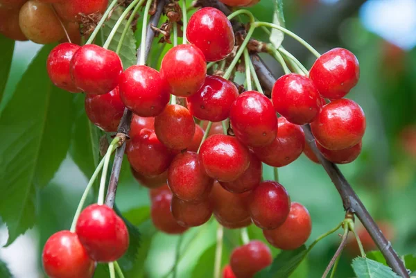 Kiraz ağacında sallanan kirazlar