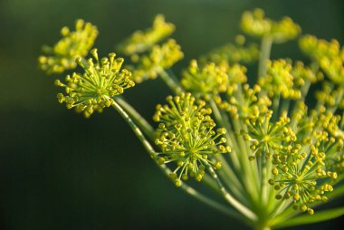 Bahçede büyüyen çiçek dereotu baharat