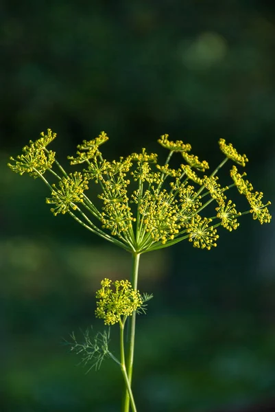 庭で育つ花ディル スパイス — ストック写真