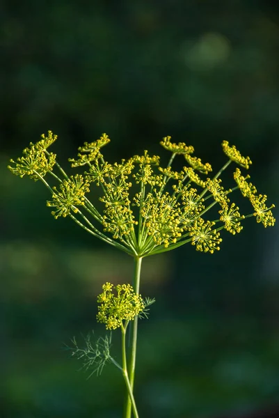 Blomma Dill Kryddor Växer Trädgården — Stockfoto