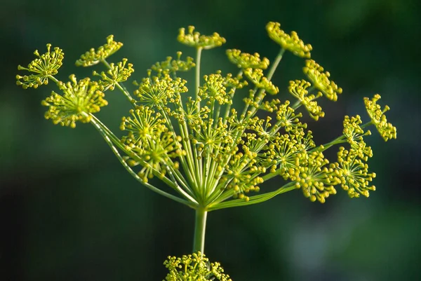 Flower Dill Spices Growing Garden — Stock Photo, Image