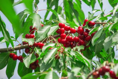 Kiraz ağacında sallanan kirazlar