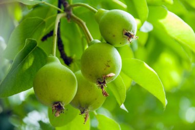 Hoş yeşil, sağlıklı organik armutlar sığ bir tarlada asılı duruyor.