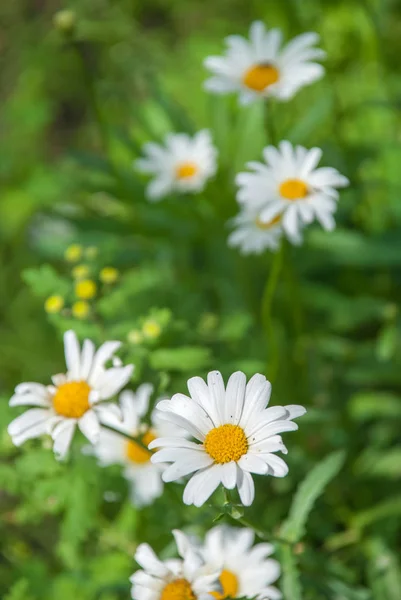 Dzikie Kwiaty Rumianku Polu Słoneczny Dzień Płytka Głębia Ostrości — Zdjęcie stockowe