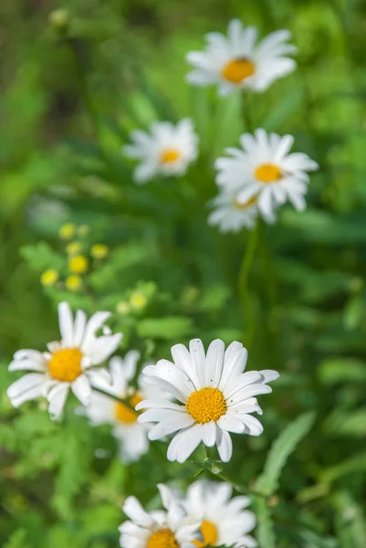 Wilde Kamille Bloemen Een Veld Een Zonnige Dag Oppervlakkige Scherptediepte — Stockfoto