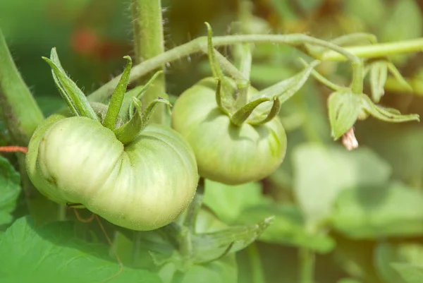 Groene Tomaten Tomaat Boom — Stockfoto