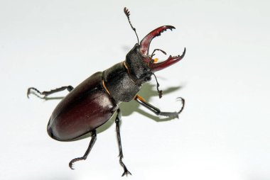 Çavdar buğday, alan alan