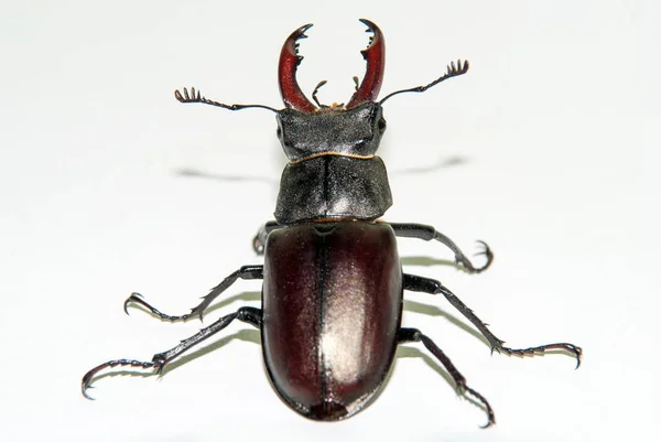 Escarabajo Macho Lucanus Cervus Aislado Sobre Fondo Blanco —  Fotos de Stock