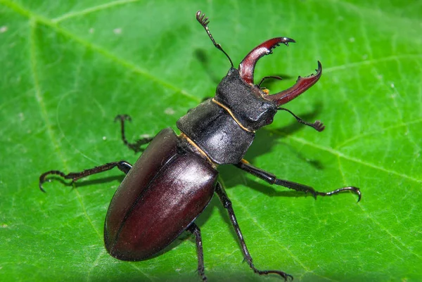 Geyik böceği Lucanus cervus. makro