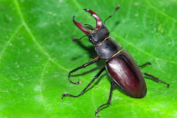 Geyik böceği Lucanus cervus. makro