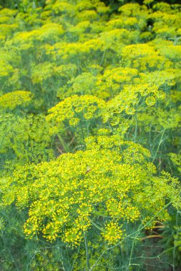 Bahçede büyüyen çiçek dereotu baharat